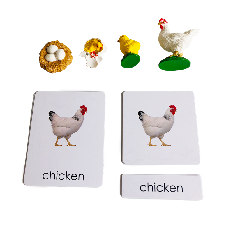 Life Cycle Animals Cards and M - Kids Toys Cycle ulasan dan harga