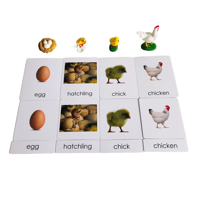 Life Cycle Animals Cards and M - Kids Toys Cycle ulasan dan harga