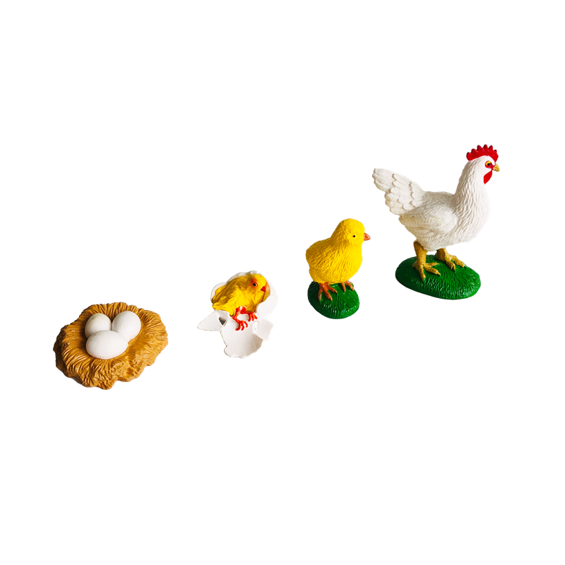 Life Cycle Animals Cards and M - Kids Toys Cycle ulasan dan harga