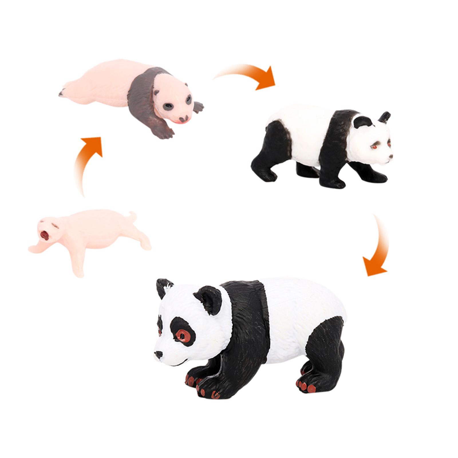 4x 4x Panda Animal Life Cycle  - Kids Toys Cycle ulasan dan harga